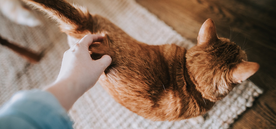 Caressing a Cat