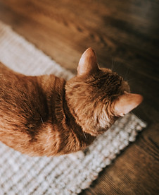 Getting ready to pet a cat