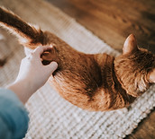猫を愛撫
