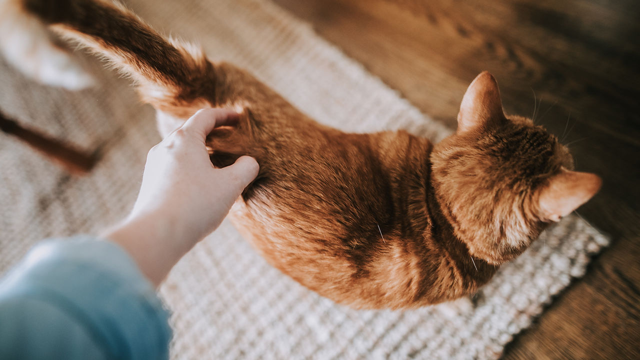 Acariciando un gato