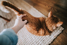 Caressing a Cat