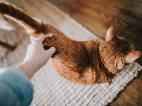 Does owning a pet result in better stress management?