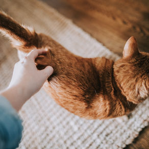 Et s'il existait un moyen de comprendre ce que pense et ressent votre animal ?