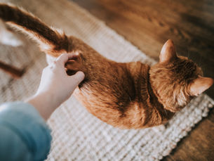 Does owning a pet result in better stress management?