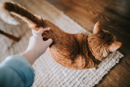 Petting Orange Cat