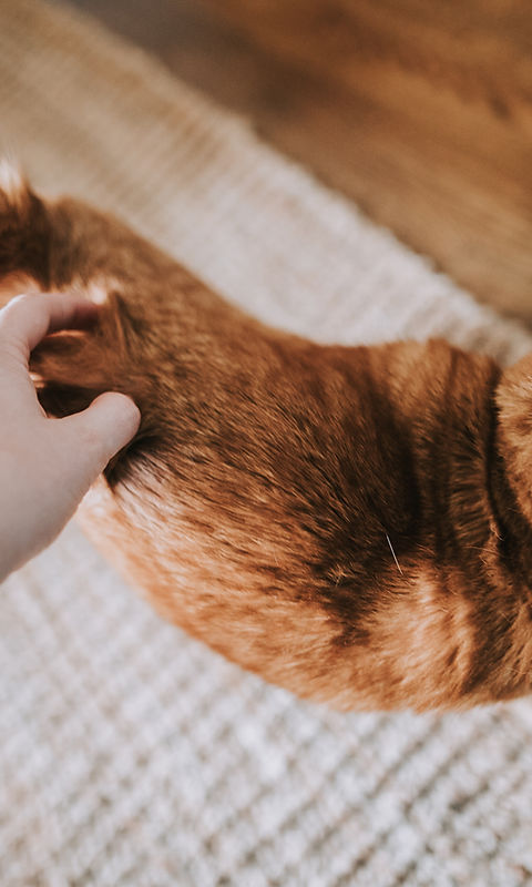 Caressing a Cat