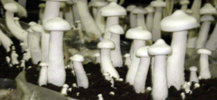 サムネイル： Mushroom  Casing Nutrient Soil || For Plants & Mushrooms 1kg