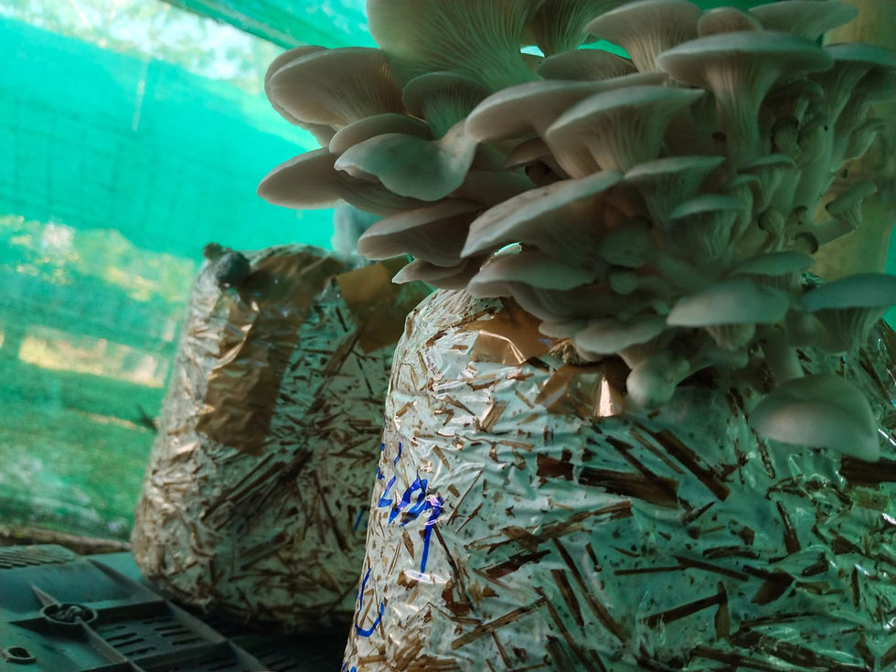 Thumbnail: Elm Oyster Mushroom spawn HU Variety (Hypsizygus ulmarius)