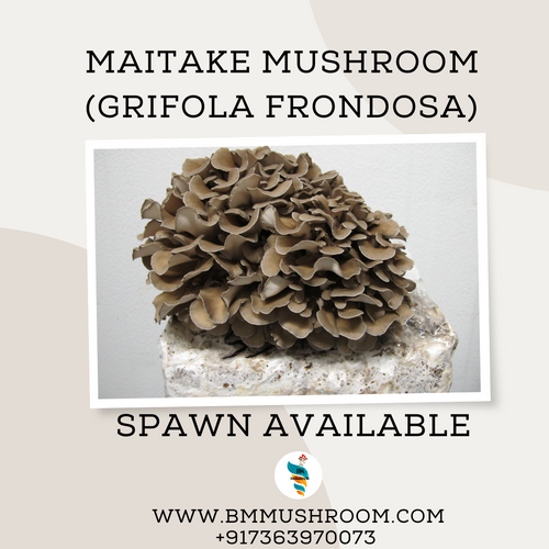 Maitake Mushroom Grifola frondosa (Henofthewood) Spawn Seed 2 kg