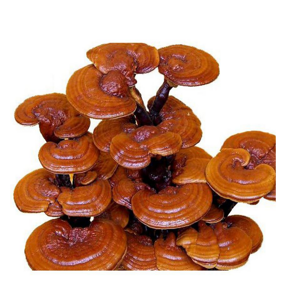 Thumbnail: Ganoderma lucidum Mushroom Spawn (Reishi)