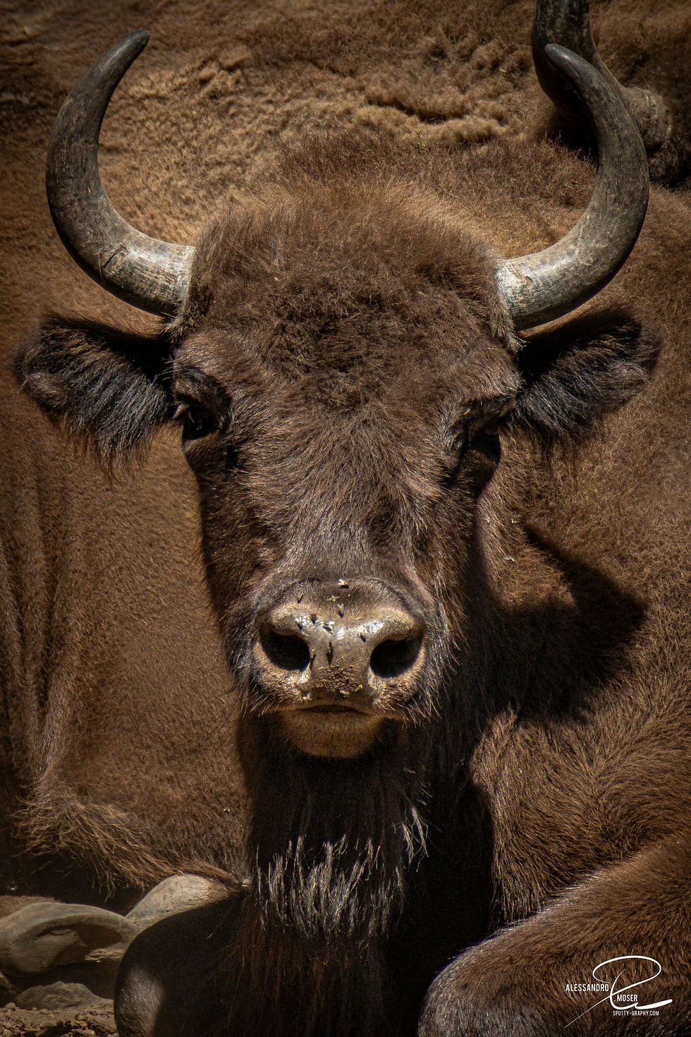 Bison UNO 50x75cm, GalleryPrint Glas
