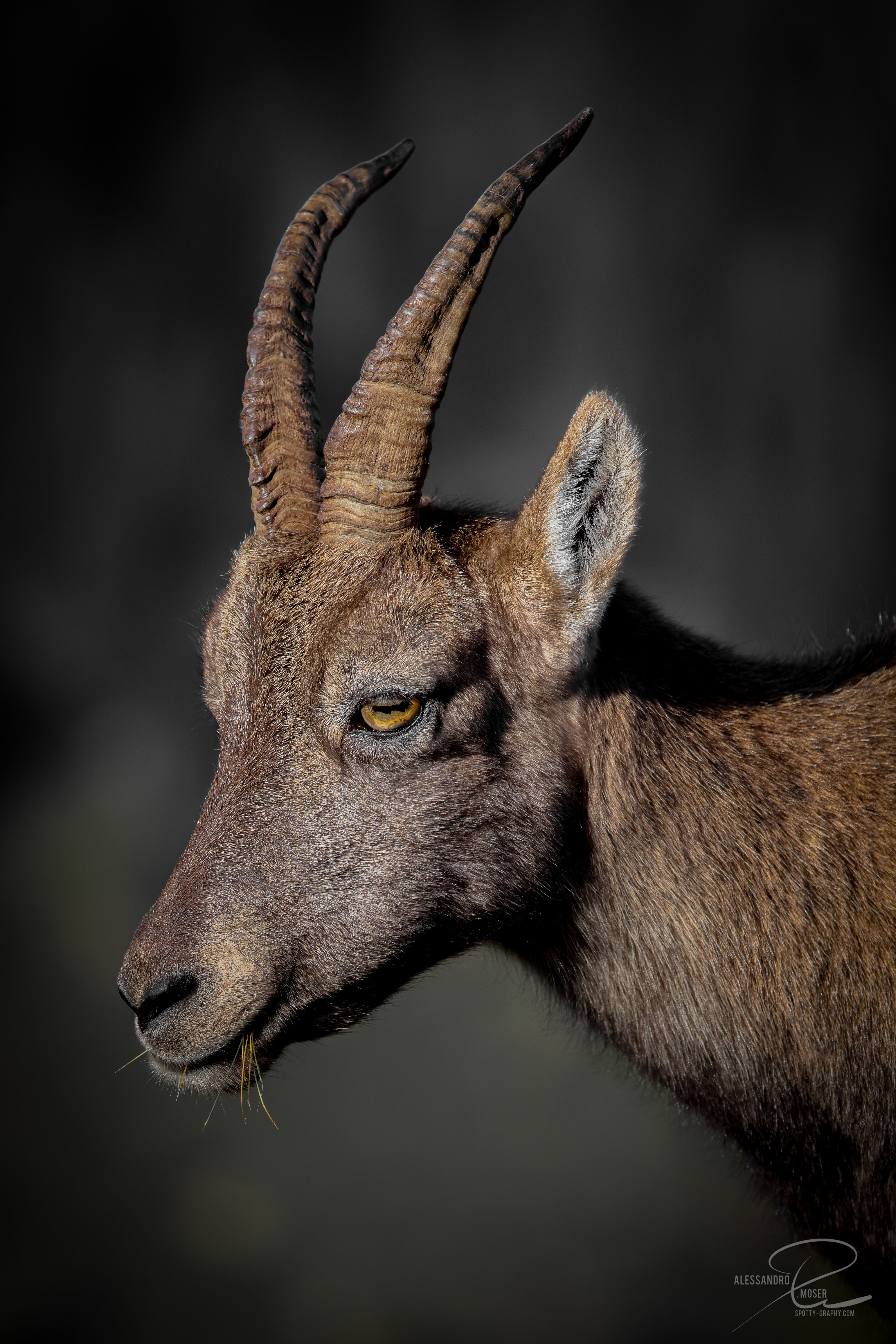 Capricorn 50x75cm, GalleryPrint Glas