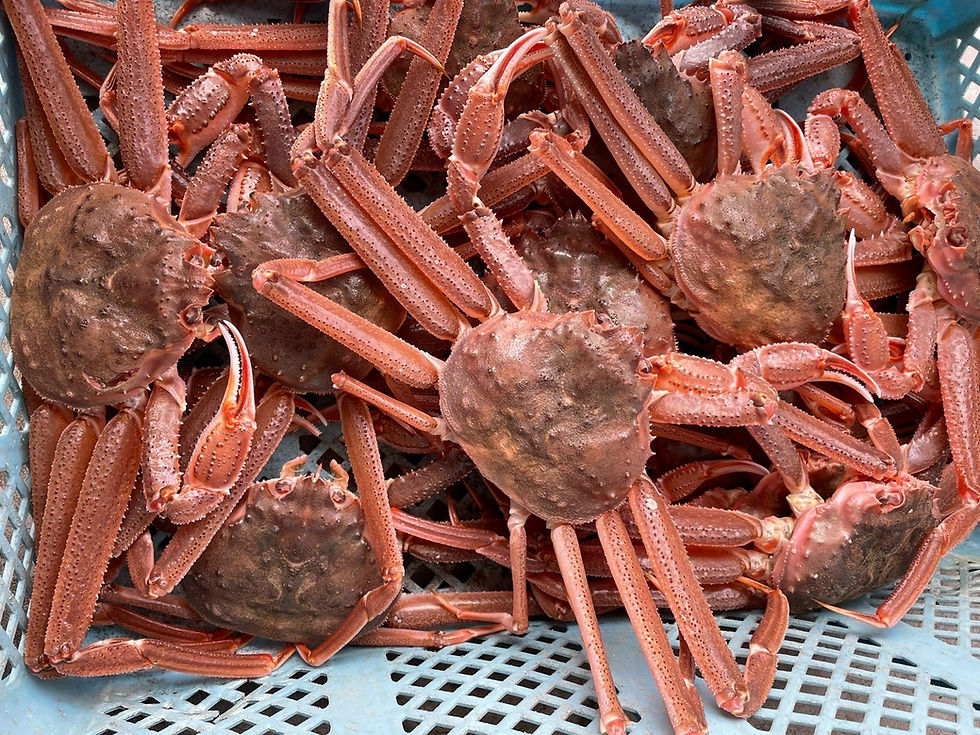 【生】オオズワイガニBOX10杯(足落ち)