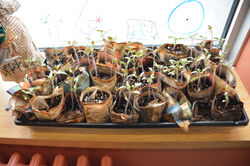 Premiers semis de mars