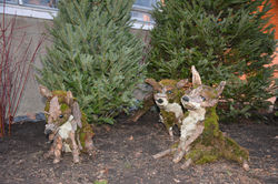 Famille de renard au Jardin