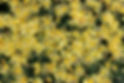 fullsizeoutput_86e.jpeg