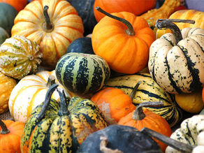 Fall into the New Season