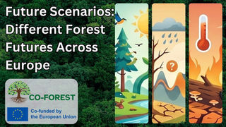 Future Scenarios: Different Forest Futures Across Europe