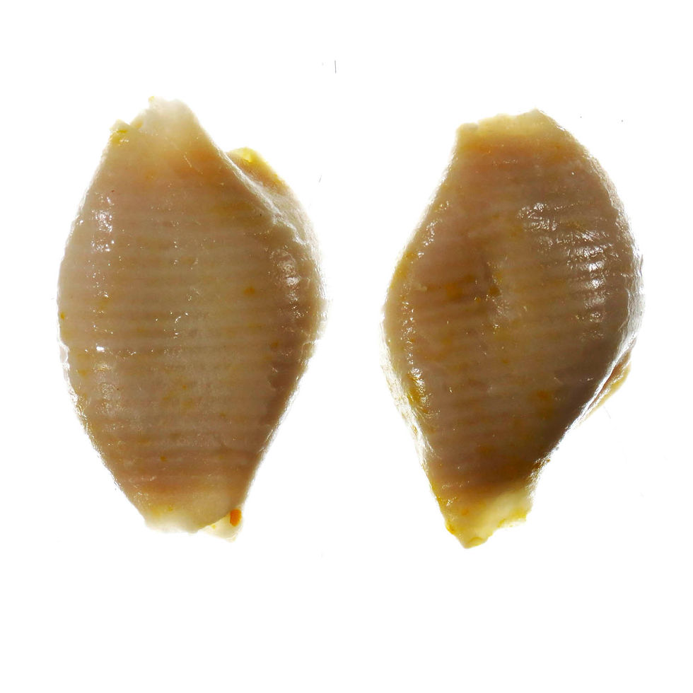 Miniatura: Conchiglione de Abobóra Vegano (Pré cozida e congelada) - La Pasta Vegana