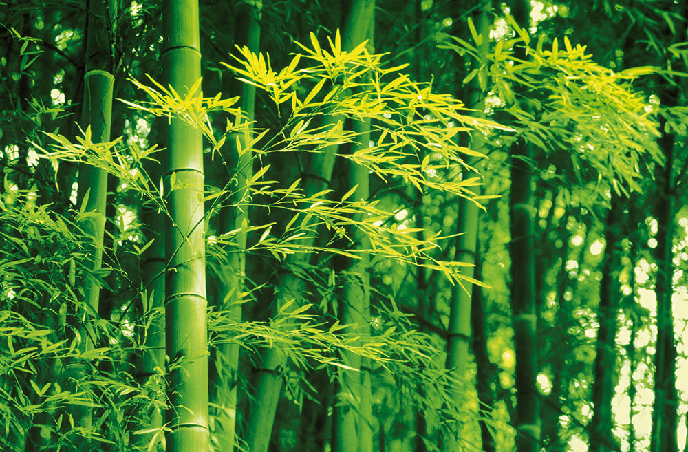 670 Bamboo in Spring