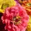 Thumbnail: Zinnia California Giant Mix