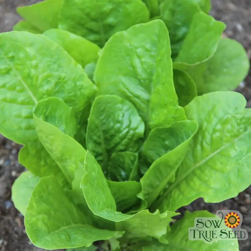 Thumbnail: Parris Island Romani Lettuce