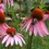 Thumbnail: Echinancea Coneflower