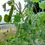 Thumbnail: Sugar Snap Peas