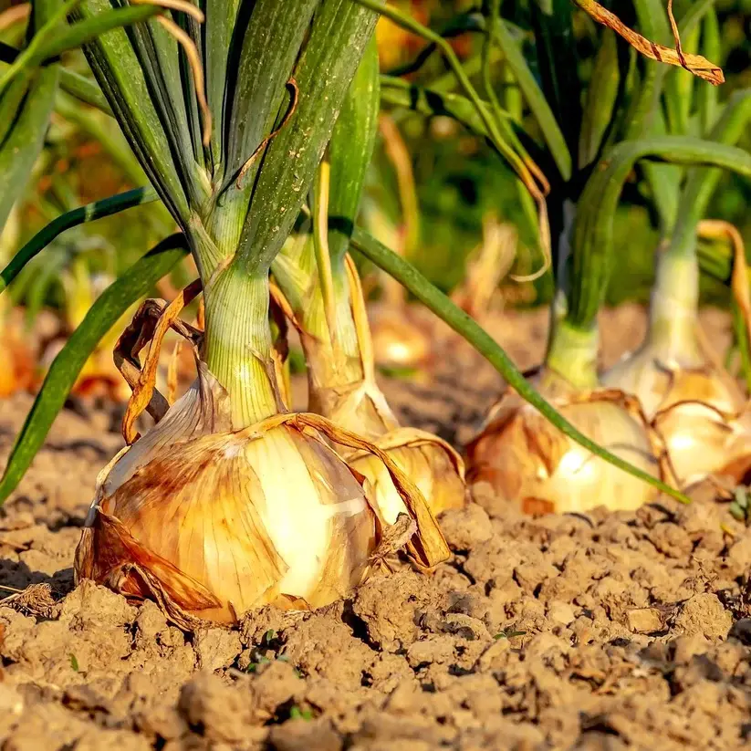 Onion Seed Texas Early Grano