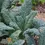 Thumbnail: Kale - Lacinato/Dinosaur Seed