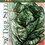 Thumbnail: Jericho Lettuce Seed