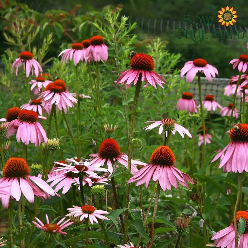 Echinancea Coneflower