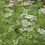 Thumbnail: Cilantro Herb Seed