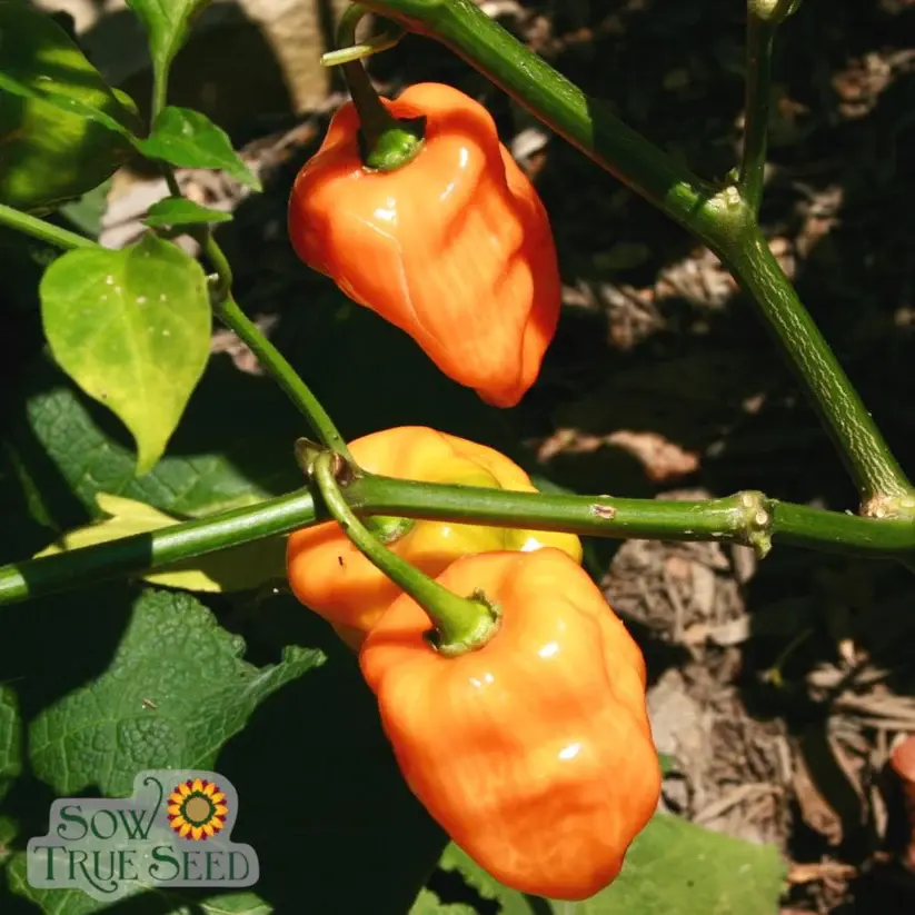 Thumbnail: Habanero Hot Pepper