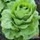 Thumbnail: Parris Island Romani Lettuce