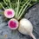 Thumbnail: Watermelon Radish Seed