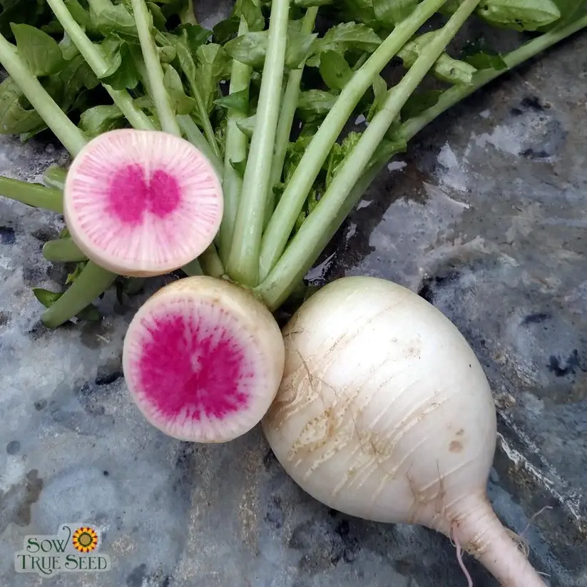 Watermelon Radish Seed