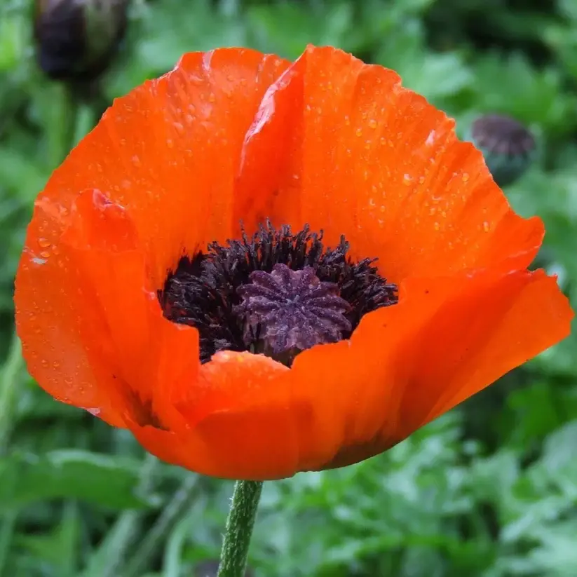 Oriental Poppy Seed
