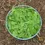 Thumbnail: Arugula Seed