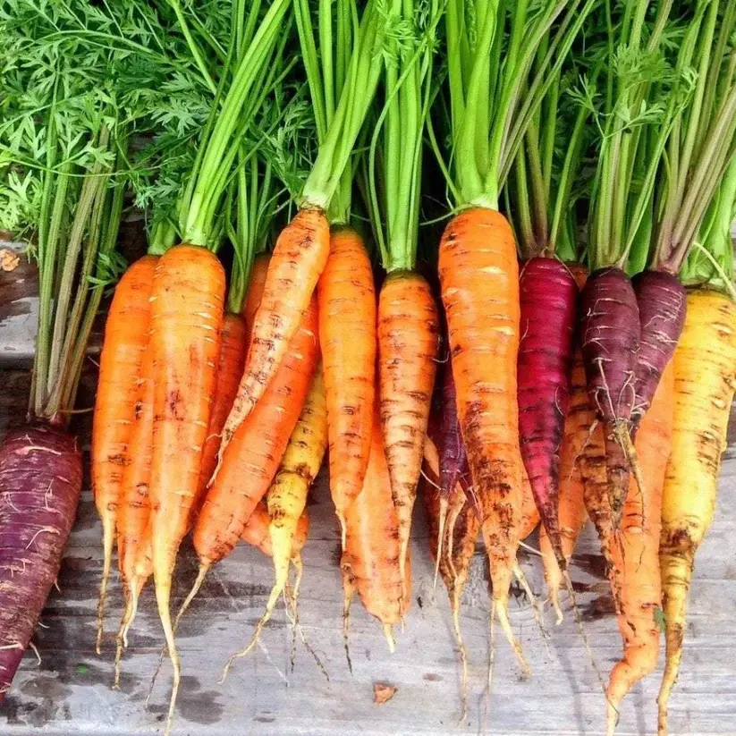 Rainbow Blend Carrot Seeds
