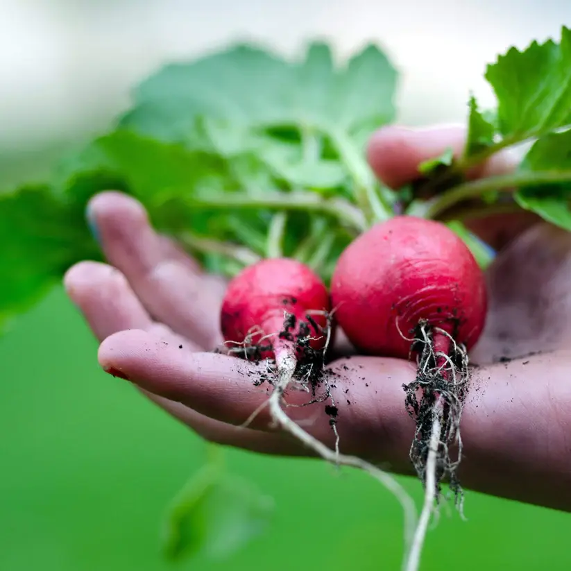 Sparkler Radish Seed