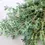 Thumbnail: English Thyme Herb Seed