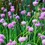 Thumbnail: Chives Herb Seed