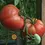 Thumbnail: Pink Brandywine Tomato Seed