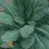 Thumbnail: Kale - Lacinato/Dinosaur Seed