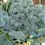 Thumbnail: Di Ciccio Broccoli Seed