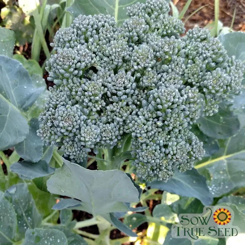 Di Ciccio Broccoli Seed