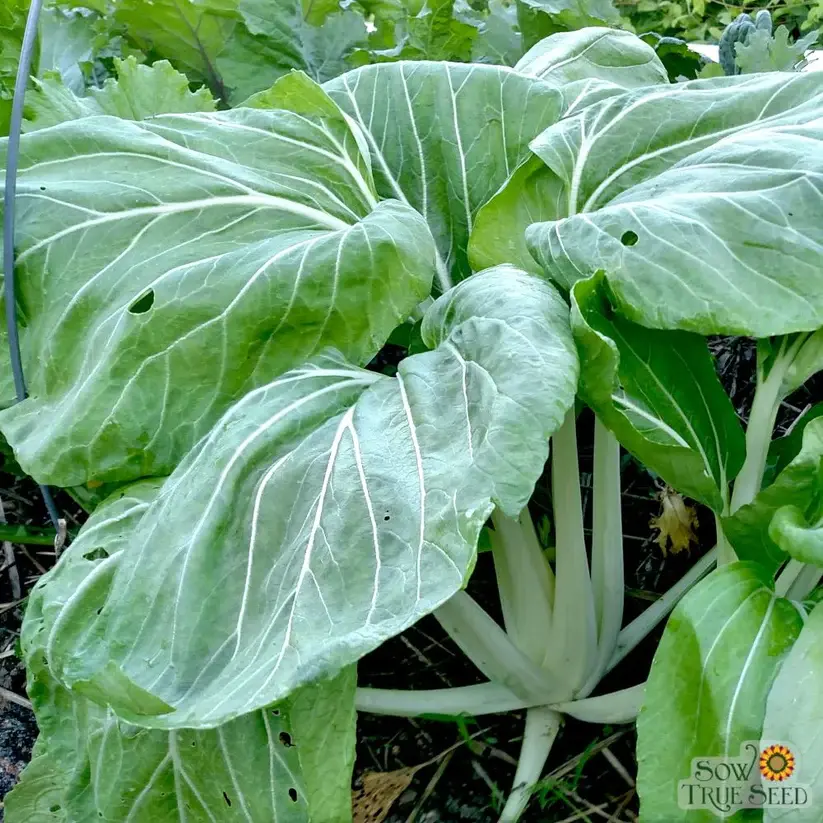 Thumbnail: Bok Choy Seed