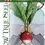Thumbnail: Sparkler Radish Seed