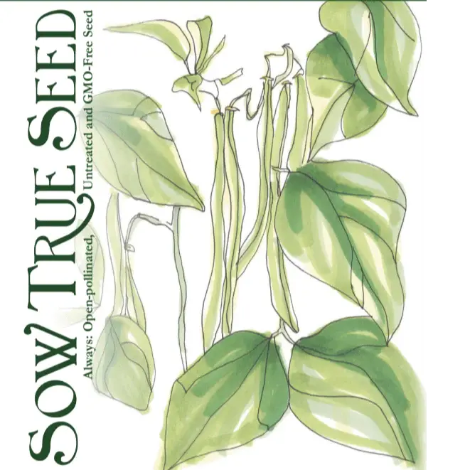 Bush Bean Maxible Haricot Vert
